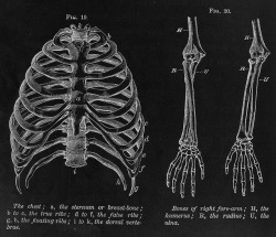 chaosophia218:  Anatomical illustration of the rib cage and bones of right forearm.