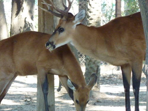 deerypoof:The marsh deer (Blastocerus dichotomus) are South American natives characterized by their 