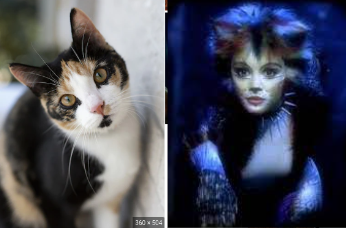 Jelicle Cats As Real Cats! TheKittin