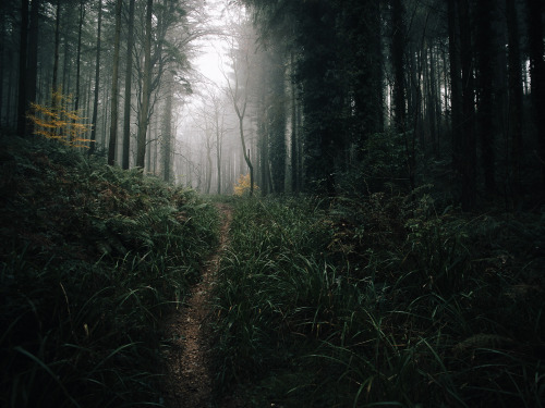 ardley:November Pines, Somerset UKPhotographed by Freddie Ardley | website | instagram