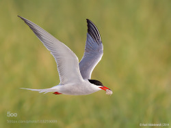 morethanphotography:  Tern with Breakfast by axelhildebrandt