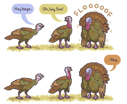 birdandmoon:  A new goofy thing about the wild turkeys I’ve seen (and heard) this spring. Here’s this comic on my site. Thanks for your comments on my last post — so interesting! 