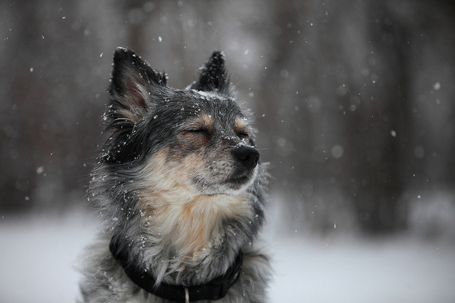 brutalgeneration:  IMG_6399: Silence Of The Snowflakes by i_am_lee_sam on Flickr.