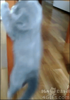 justacatblog:  Too cute 