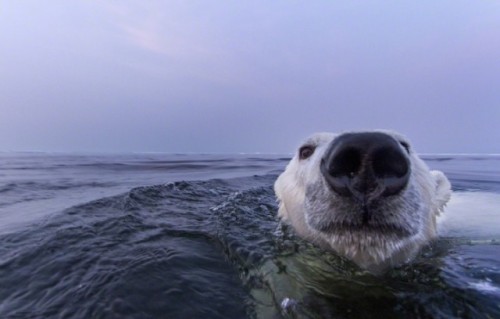 nevver:   Wildlife Photographer of the Year