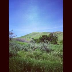 #Sommersville #blackdiamondminesregionalpreserve #hike #hills #antioch #eastcounty #eastbay  (at Black Diamond Mines Regional Preserve)