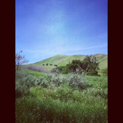 #Sommersville #blackdiamondminesregionalpreserve #hike #hills #antioch #eastcounty #eastbay  (at Black Diamond Mines Regional Preserve)