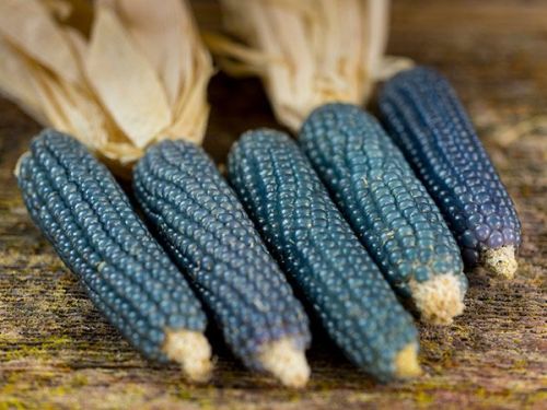 blue corn