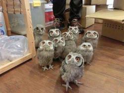 counterterroristswin:   BUT THEIR EYES SO CONFUSED AND ADORABLE “WHY ARE WE HERE” “WHAT IS THE MEANING OF THIS” “SO MUCH LIGHT - WHY” “OH FUCK WHAT THE HELL IS THAT”  how the fuck do you even get owls thats what i want to know 