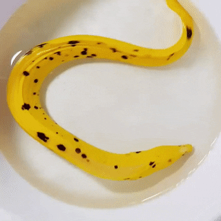 nicepost:seatrench:This variant of the Goldentail / Bastard Moray is known as the Banana Eel due to 