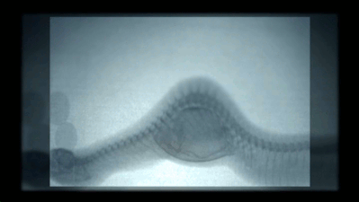    chalkandwater: X-ray video of an Egg-eating Snake swallowing, crushing and then regurgitating