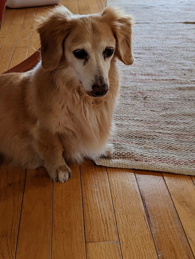 a long haired daschund named Sparky