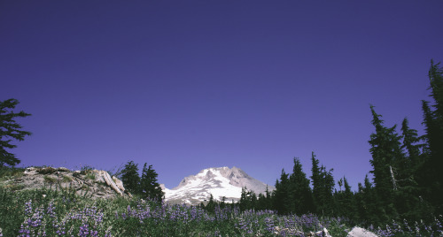 expressions-of-nature:   by Keith Carey Mt. Hood, Oregon 