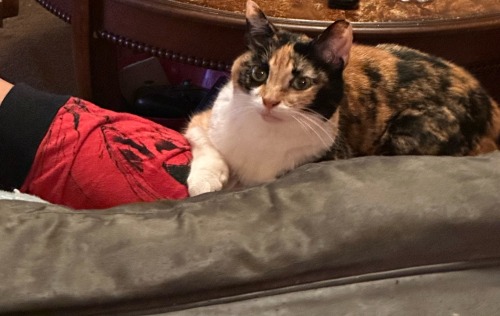 Todays My Brothers Birthday, So I Shall Be Posting His Cats Buttercup & Sylvester