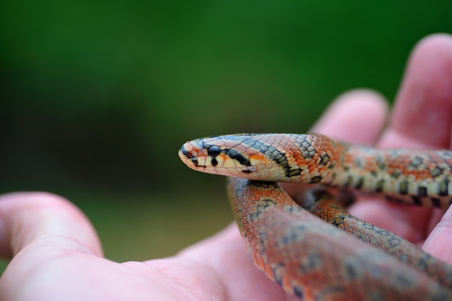 Young jimuguri (burrowing rat snake​/Japanese forest rat snake), pic taken by Momo. Those super shy 