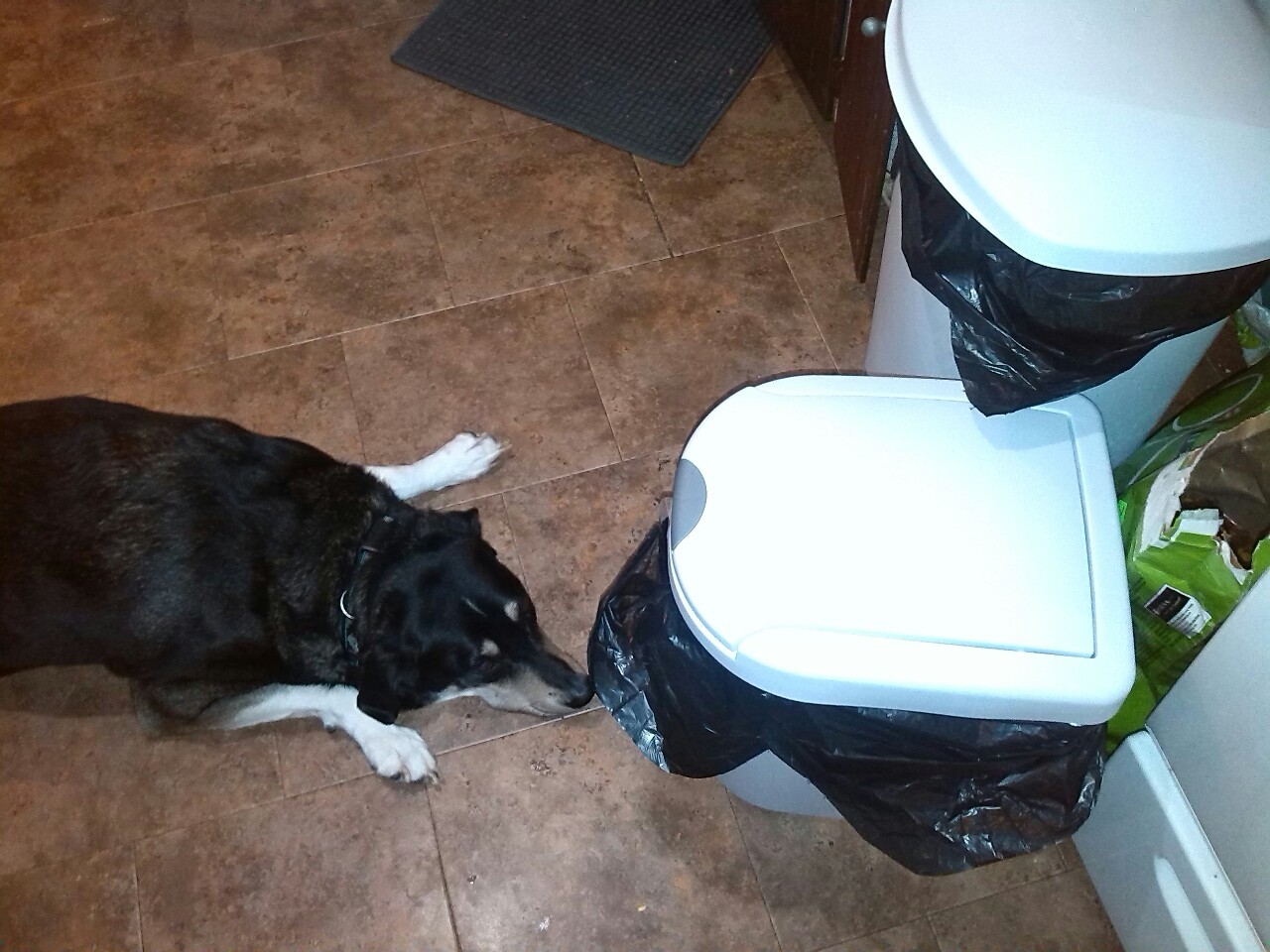 ghostyfelix:  This is Willow. Willow is M.O.D.’s dog, and although he loves her