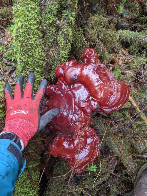 Ganoderma oregonense, Oregon reishi, showing signs of heavy insect activity and growing a folded, in