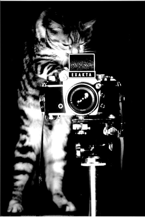 eternal-cezentina: Get ready to have your picture taken my love ❤