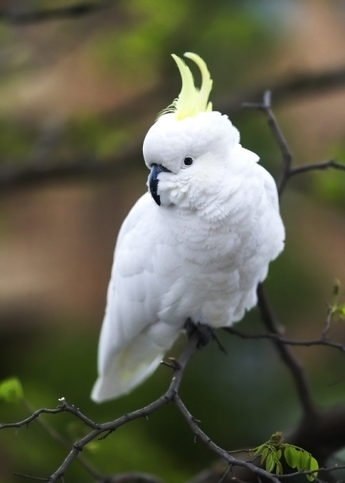 theplantqueer:vurtual:Sulphur Crested Cockatoo(by Ian Lumsden)[ID: a puffed up white cockatoo with a