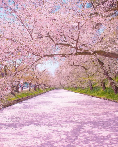  Visit Japan: Hirosaki Park rolls out the pink carpet! ⁠ ⁠ From late April to early May, Hiros&hel