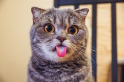 awwww-cute:  It’s my cat Melissa, and she loves to stick out her tongue =P (Source: http://ift.tt/1EdObXH)