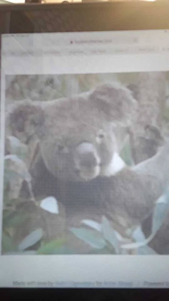 I Spent Some Time On Koalastothemax.com While Watching Ethan's Karaoke For Koalas Stream, Which Y'all