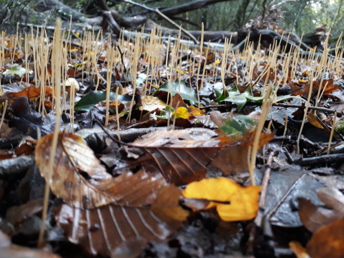 Epping Forest, UK, October 2020Pipe club fungus (Typhula fistulosa)Fairy club fungi continue to be t