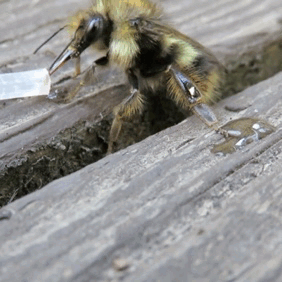 PSA: Be Kind to Bees this Fall