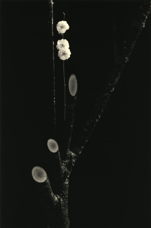 sesiondemadrugada:Masao Yamamoto.