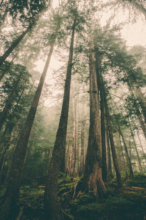riverofbones:  vintage ❂ 