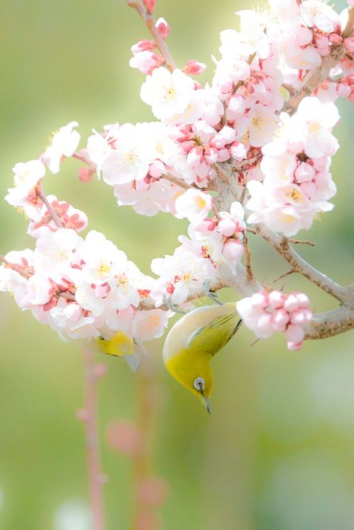 Mejiro (Japanese white-eye) and plum blossoms, early Spring scenery captured by @v0_0v______mk in Os