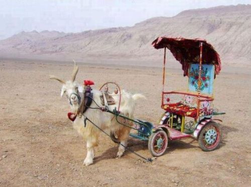 ainawgsd: Non-Equine Draft Animals Part 6-Modern Goat Carts