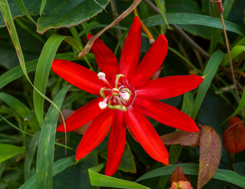 Passion flower