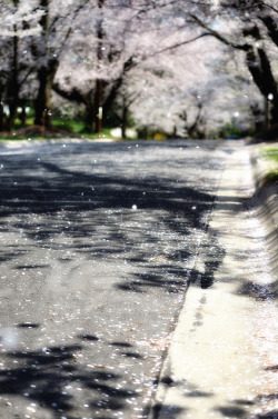 舞う - in a spring breeze by Lindeberg Feller on Flickr.