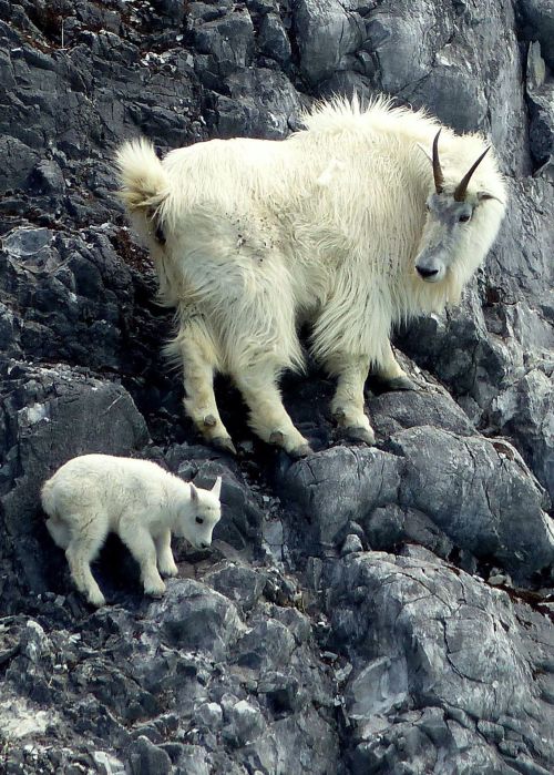 wtxch:Mountain goat mom teaches her baby how to climb