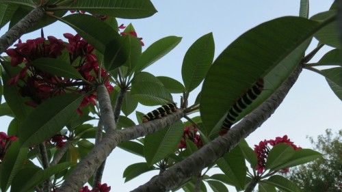 Caterpiller / butterfly - Martinique / Barbados 2015