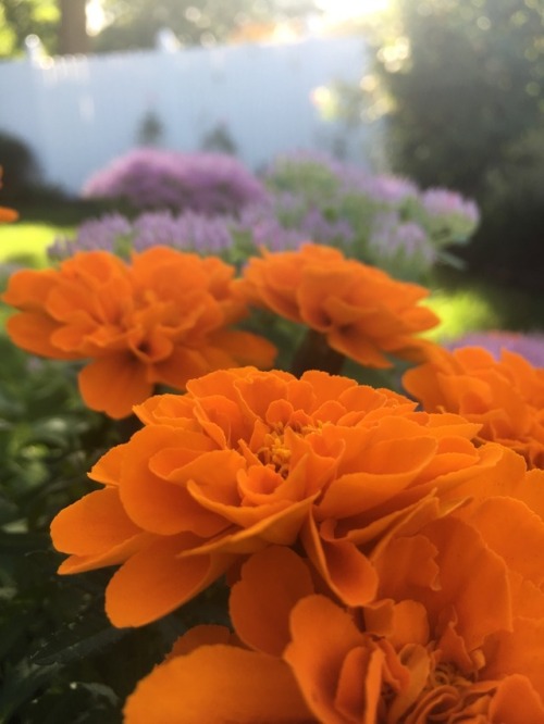 plantsarefriendssometimesfood:marigolds in early autumn