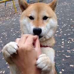 shibainu-komugi:  チーズおいしい #shiba