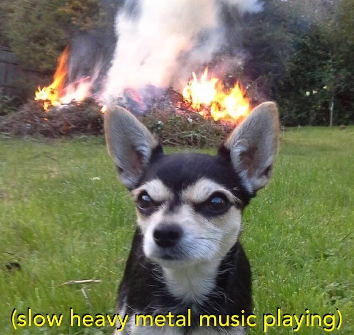 catsbeaversandducks:  Via Slow Heavy Metal Music Playing 