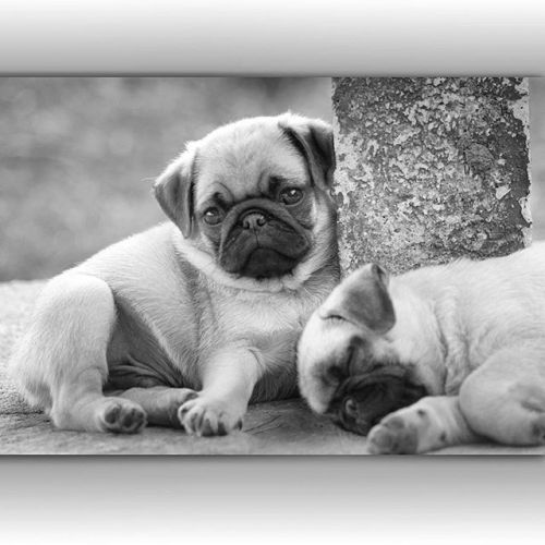 ilovepugs4ever:  Follow Dog Quotes.