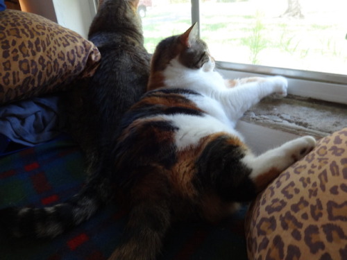 dixieandherbabies: Dixie and her babies. Carter &amp; I are getting comfortable to watch our sho