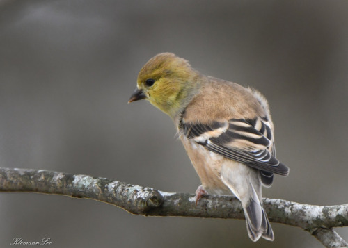 klemannlee: American Goldfinch