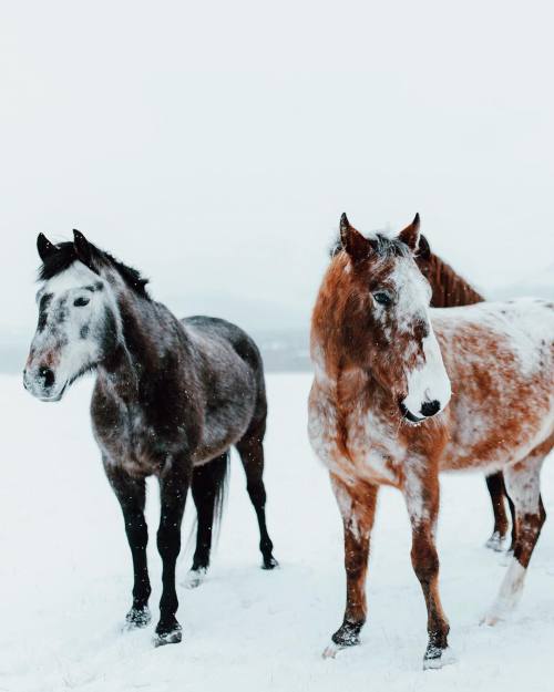 mikeseehagelsquares:  When the squad looking cold af, but they sayin “neigh”. #greatnort