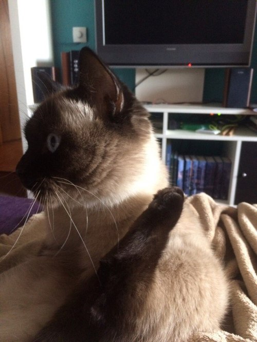 lettyannraines: my best friend’s cat is such an adorable idiot