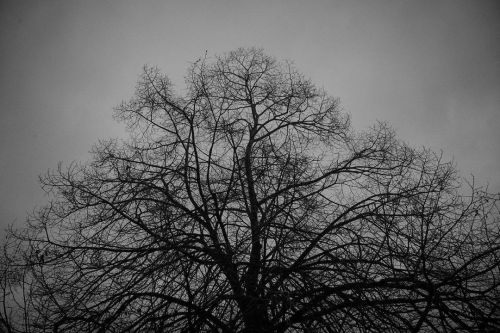 Grey skies and leafless trees#kitsilano #kitsilanobeach #vancouver #britishcolumbia #canada #leica #