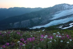 burningmine:  Heliotrope Ridge, July 2018