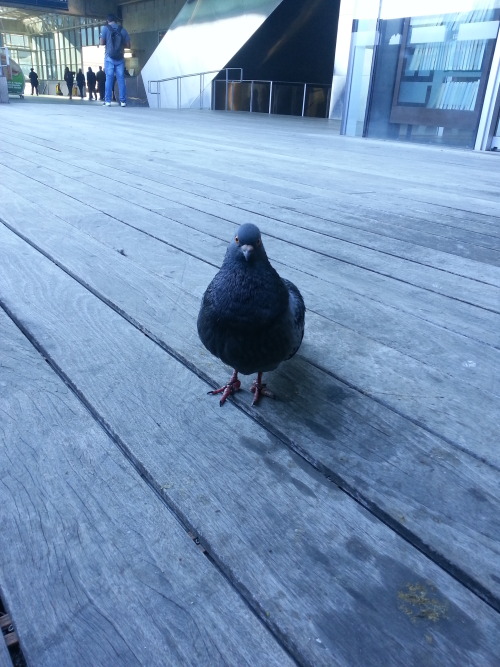 The Discarded