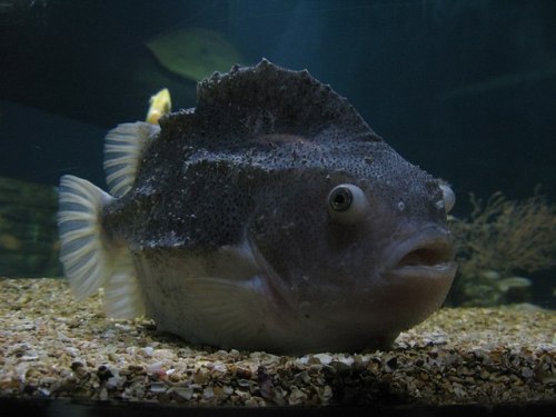 cool-critters:Cyclopterus lumpusCyclopterus lumpus is a species of marine fish in the family Cyclopt