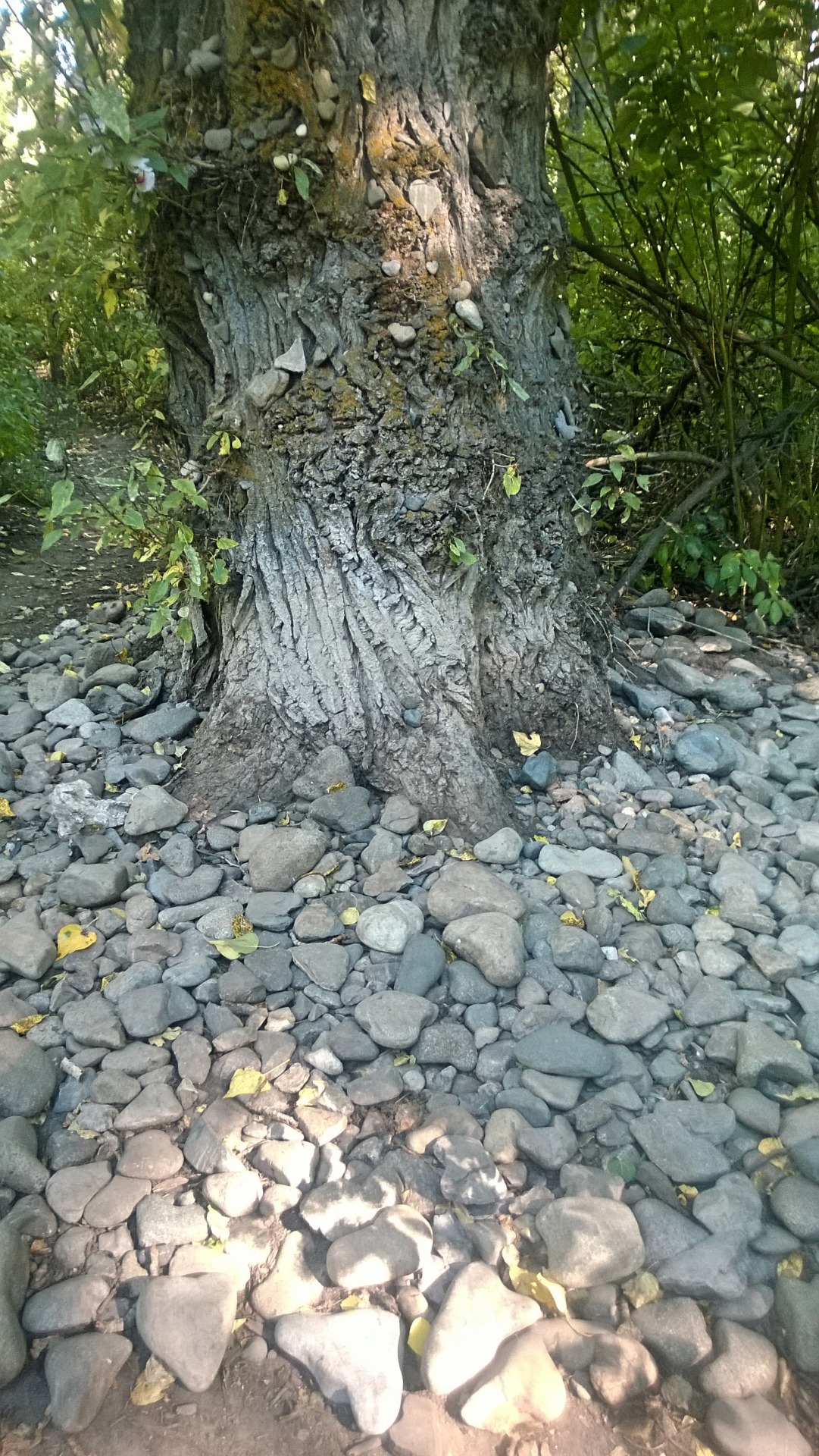 The heart tree in Hailey, ID.