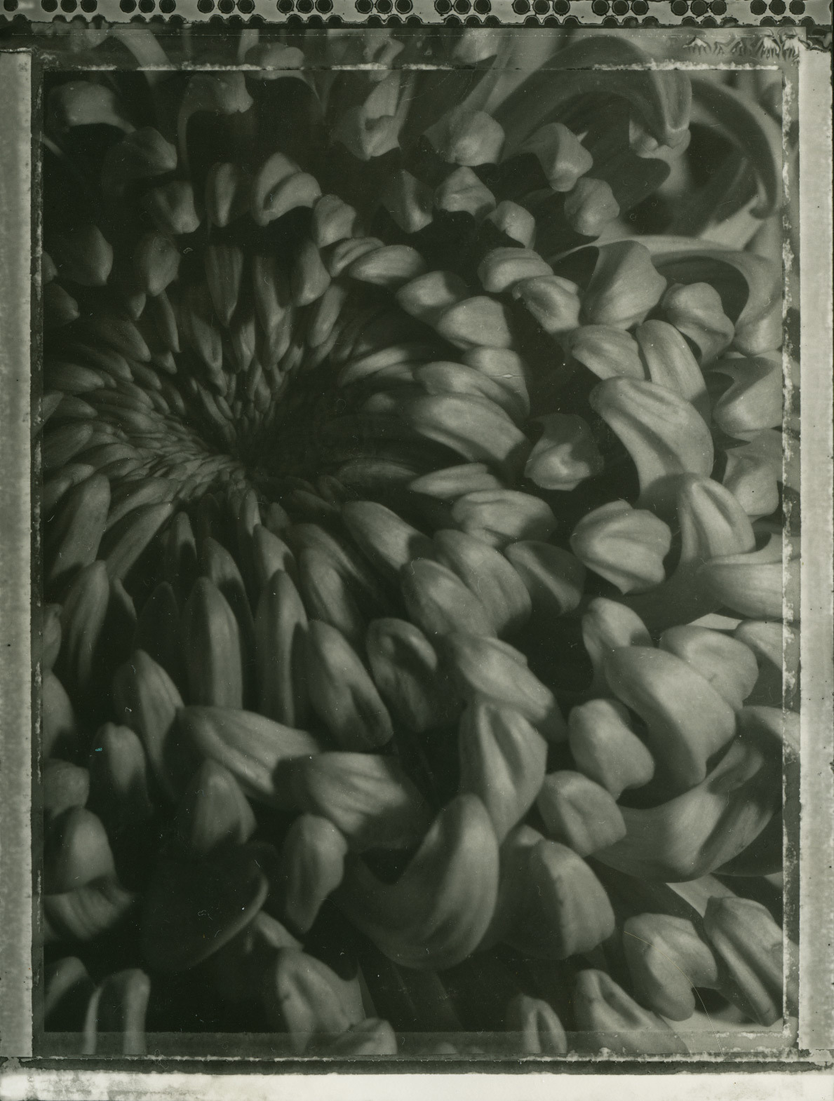 Chrysanthemus
Polaroid 55, 4x5, contact print on Agfa fibre based paper.
(or - what to do on a rainy day…)